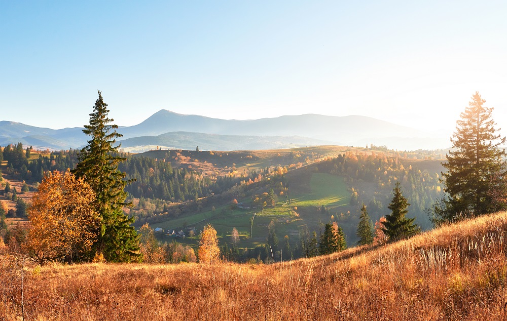 birch forest in sunny afternoon while autumn season. Autumn Landscape. Location place Carpathians, Ukraine, Europe. Discover the world of beauty.