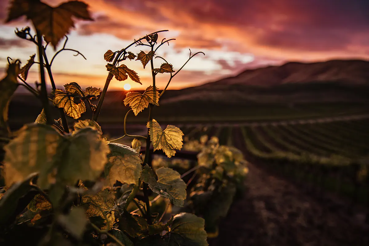 closeup-shot-green-grape-leaves-with-beautiful-green-landscape